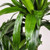Dracaena Lisa