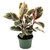 Ficus Decora Tineke