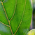 Fiddle Leaf Fig