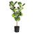Fiddle Leaf Fig