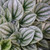 Peperomia Frost