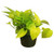 Pothos Neon