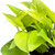 Pothos Neon