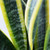 Sansevieria Laurentii