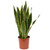 Sansevieria Laurentii