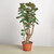 Aralia Fabian Stump, 6-Inch
