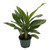 Aglaonema Tigress
