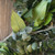 Cottage Greenery Wreath
