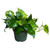 Golden Pothos