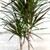 Dracaena Marginata