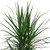 Dracaena Marginata