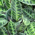 Calathea Warscewiczii, 6-Inch