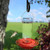 Best-1 16oz Hummingbird Feeder