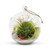 Hanging Round Glass Terrarium