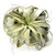 Xerographica Air Plant, Jumbo