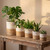Jute Hogla Basket