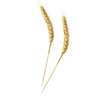 Bamboo Wheat Skewers - L:5.9in - 500 pcs Bamboo Wheat Skewers - L:5.9in - 500 pcs