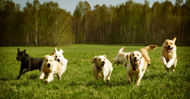 Your HVAC System vs. Your Pets: Air Quality, Hair, and Filter Strain
