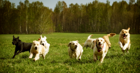 Your HVAC System vs. Your Pets: Air Quality, Hair, and Filter Strain