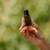 Saffron Mirage essential oil lifestyle