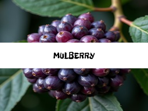 Mulberry, Bath Gelee, Body Wash, Whipped Soap, Glycerin Soap, Foaming Body Scrub, Sugar Scrub, Aloe Vera Gel, Body Oil, Goat Milk Lotion, Body Butter, Lotion Bar, Natural Vegetable Protein Deodorant, Body Powder, Conditioning Shampoo, Cream Shampoo, Conditioner, Hair Mask, Leave In Detangling Spray, Hair Oil, Argan Shine Serum, Argan Shine Spray, Body Mist, Perfume Oil, Perfume Spray, Solid Perfume, Beard Wash, Beard Oil, Beard Balm, Beard Butter, Shave Soap, Shave Jelly, Aftershave, Room Spray, Linen Spray, Wax Melts, Pet Shampoo, Pet Perfume