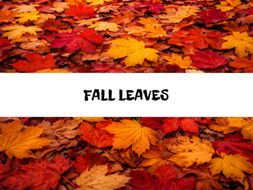 Fall Leaves, Bath Gelee, Body Wash, Whipped Soap, Glycerin Soap, Foaming Body Scrub, Sugar Scrub, Aloe Vera Gel, Body Oil, Goat Milk Lotion, Body Butter, Lotion Bar, Natural Vegetable Protein Deodorant, Body Powder, Conditioning Shampoo, Cream Shampoo, Conditioner, Hair Mask, Leave In Detangling Spray, Hair Oil, Argan Shine Serum, Argan Shine Spray, Body Mist, Perfume Oil, Perfume Spray, Solid Perfume, Beard Wash, Beard Oil, Beard Balm, Beard Butter, Shave Soap, Shave Jelly, Aftershave, Room Spray, Linen Spray, Wax Melts, Pet Shampoo, Pet Perfume