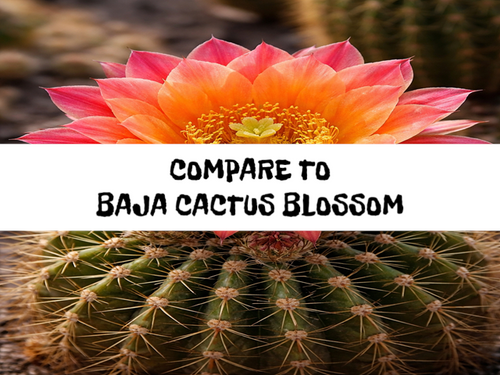 Baja Cactus Flowers, Bath Gelee, Body Wash, Whipped Soap, Glycerin Soap, Foaming Body Scrub, Sugar Scrub, Aloe Vera Gel, Body Oil, Goat Milk Lotion, Body Butter, Lotion Bar, Natural Vegetable Protein Deodorant, Body Powder, Conditioning Shampoo, Cream Shampoo, Conditioner, Hair Mask, Leave In Detangling Spray, Hair Oil, Argan Shine Serum, Argan Shine Spray, Body Mist, Perfume Oil, Perfume Spray, Solid Perfume, Beard Wash, Beard Oil, Beard Balm, Beard Butter, Shave Soap, Shave Jelly, Aftershave, Room Spray, Linen Spray, Wax Melts, Pet Shampoo, Pet Perfume
