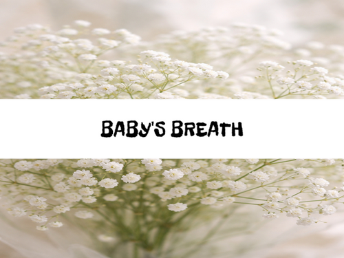 Baby's Breath, Bath Gelee, Body Wash, Whipped Soap, Glycerin Soap, Foaming Body Scrub, Sugar Scrub, Aloe Vera Gel, Body Oil, Goat Milk Lotion, Body Butter, Lotion Bar, Natural Vegetable Protein Deodorant, Body Powder, Conditioning Shampoo, Cream Shampoo, Conditioner, Hair Mask, Leave In Detangling Spray, Hair Oil, Argan Shine Serum, Argan Shine Spray, Body Mist, Perfume Oil, Perfume Spray, Solid Perfume, Beard Wash, Beard Oil, Beard Balm, Beard Butter, Shave Soap, Shave Jelly, Aftershave, Room Spray, Linen Spray, Wax Melts, Pet Shampoo, Pet Perfume