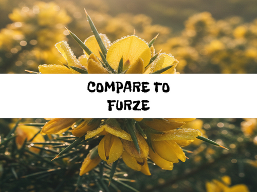 Ulex Blossom, Bath Gelee, Body Wash, Whipped Soap, Glycerin Soap, Foaming Body Scrub, Sugar Scrub, Aloe Vera Gel, Body Oil, Goat Milk Lotion, Body Butter, Lotion Bar, Natural Vegetable Protein Deodorant, Body Powder, Conditioning Shampoo, Cream Shampoo, Conditioner, Hair Mask, Leave In Detangling Spray, Hair Oil, Argan Shine Serum, Argan Shine Spray, Body Mist, Perfume Oil, Perfume Spray, Solid Perfume, Beard Wash, Beard Oil, Beard Balm, Beard Butter, Shave Soap, Shave Jelly, Aftershave, Room Spray, Linen Spray, Wax Melts, Pet Shampoo, Pet Perfume