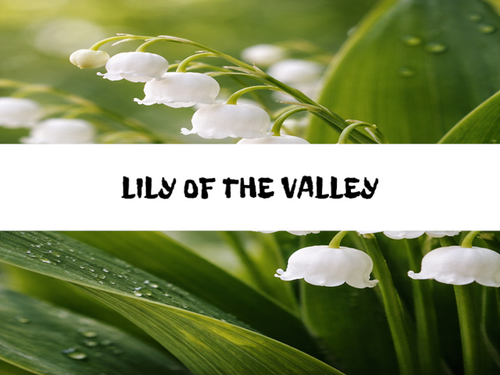 Lily Of The Valley, Bath Gelee, Body Wash, Whipped Soap, Glycerin Soap, Foaming Body Scrub, Sugar Scrub, Aloe Vera Gel, Body Oil, Goat Milk Lotion, Body Butter, Lotion Bar, Natural Vegetable Protein Deodorant, Body Powder, Conditioning Shampoo, Cream Shampoo, Conditioner, Hair Mask, Leave In Detangling Spray, Hair Oil, Argan Shine Serum, Argan Shine Spray, Body Mist, Perfume Oil, Perfume Spray, Solid Perfume, Beard Wash, Beard Oil, Beard Balm, Beard Butter, Shave Soap, Shave Jelly, Aftershave, Room Spray, Linen Spray, Wax Melts, Pet Shampoo, Pet Perfume