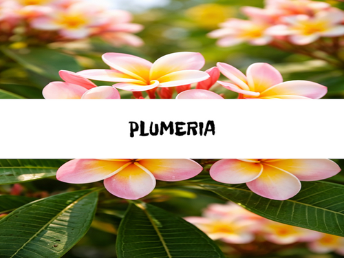 Plumeria, Bath Gelee, Body Wash, Whipped Soap, Glycerin Soap, Foaming Body Scrub, Sugar Scrub, Aloe Vera Gel, Body Oil, Goat Milk Lotion, Body Butter, Lotion Bar, Natural Vegetable Protein Deodorant, Body Powder, Conditioning Shampoo, Cream Shampoo, Conditioner, Hair Mask, Leave In Detangling Spray, Hair Oil, Argan Shine Serum, Argan Shine Spray, Body Mist, Perfume Oil, Perfume Spray, Solid Perfume, Beard Wash, Beard Oil, Beard Balm, Beard Butter, Shave Soap, Shave Jelly, Aftershave, Room Spray, Linen Spray, Wax Melts, Pet Shampoo, Pet Perfume