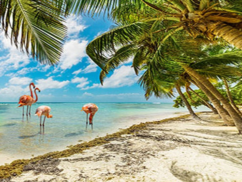 Aruba Shores, Bath Gelee, Body Wash, Whipped Soap, Glycerin Soap, Foaming Body Scrub, Sugar Scrub, Aloe Vera Gel, Body Oil, Goat Milk Lotion, Body Butter, Lotion Bar, Natural Vegetable Protein Deodorant, Body Powder, Conditioning Shampoo, Cream Shampoo, Conditioner, Hair Mask, Leave In Detangling Spray, Hair Oil, Argan Shine Serum, Argan Shine Spray, Body Mist, Perfume Oil, Perfume Spray, Solid Perfume, Beard Wash, Beard Oil, Beard Balm, Beard Butter, Shave Soap, Shave Jelly, Aftershave, Room Spray, Linen Spray, Wax Melts, Pet Shampoo, Pet Perfume