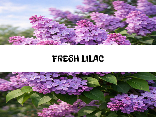 Fresh Lilac, Bath Gelee, Body Wash, Whipped Soap, Glycerin Soap, Foaming Body Scrub, Sugar Scrub, Aloe Vera Gel, Body Oil, Goat Milk Lotion, Body Butter, Lotion Bar, Natural Vegetable Protein Deodorant, Body Powder, Conditioning Shampoo, Cream Shampoo, Conditioner, Hair Mask, Leave In Detangling Spray, Hair Oil, Argan Shine Serum, Argan Shine Spray, Body Mist, Perfume Oil, Perfume Spray, Solid Perfume, Beard Wash, Beard Oil, Beard Balm, Beard Butter, Shave Soap, Shave Jelly, Aftershave, Room Spray, Linen Spray, Wax Melts, Pet Shampoo, Pet Perfume