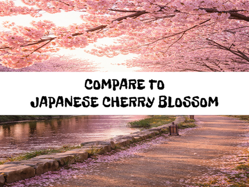 Japanese Sakura, Bath Gelee, Body Wash, Whipped Soap, Glycerin Soap, Foaming Body Scrub, Sugar Scrub, Aloe Vera Gel, Body Oil, Goat Milk Lotion, Body Butter, Lotion Bar, Natural Vegetable Protein Deodorant, Body Powder, Conditioning Shampoo, Cream Shampoo, Conditioner, Hair Mask, Leave In Detangling Spray, Hair Oil, Argan Shine Serum, Argan Shine Spray, Body Mist, Perfume Oil, Perfume Spray, Solid Perfume, Beard Wash, Beard Oil, Beard Balm, Beard Butter, Shave Soap, Shave Jelly, Aftershave, Room Spray, Linen Spray, Wax Melts, Pet Shampoo, Pet Perfume