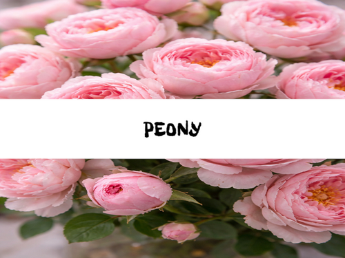 Peony, Bath Gelee, Body Wash, Whipped Soap, Glycerin Soap, Foaming Body Scrub, Sugar Scrub, Aloe Vera Gel, Body Oil, Goat Milk Lotion, Body Butter, Lotion Bar, Natural Vegetable Protein Deodorant, Body Powder, Conditioning Shampoo, Cream Shampoo, Conditioner, Hair Mask, Leave In Detangling Spray, Hair Oil, Argan Shine Serum, Argan Shine Spray, Body Mist, Perfume Oil, Perfume Spray, Solid Perfume, Beard Wash, Beard Oil, Beard Balm, Beard Butter, Shave Soap, Shave Jelly, Aftershave, Room Spray, Linen Spray, Wax Melts, Pet Shampoo, Pet Perfume