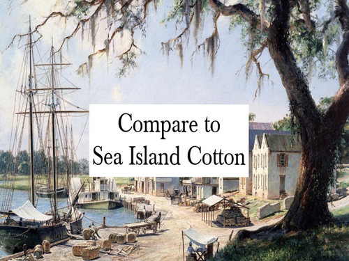 Sea Isle Cotton