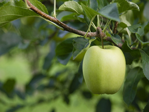 Green Apple Shrub Wax Melts