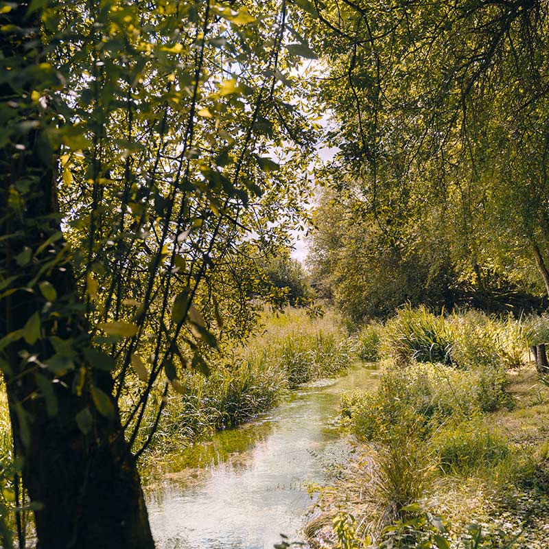 British Woodland