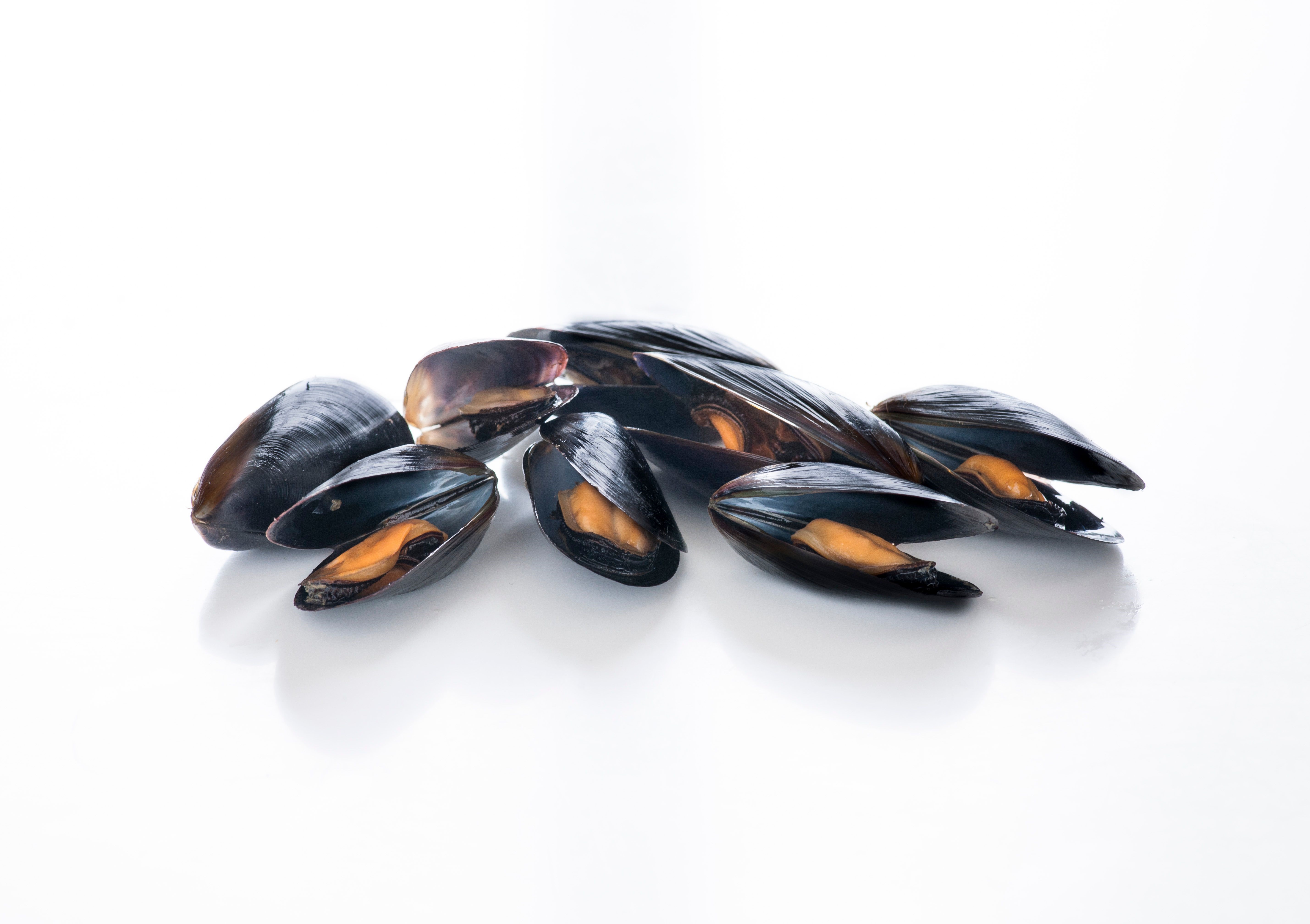 Blue Shell Mussels - Cfarmx