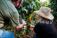 Elefante returns with fruity, sweet summer flavors 