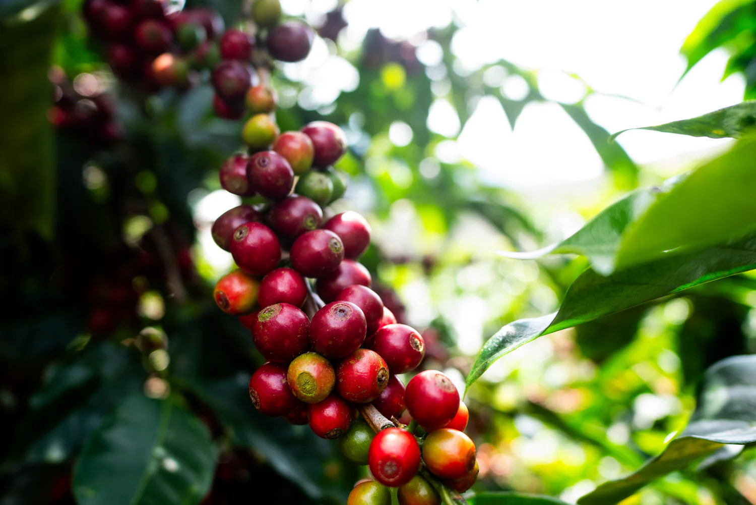 coffee