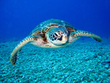 The Harmful Effects Plastic Pollution Has on Endangered Sea Turtles