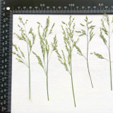 6-12cm (Beige)