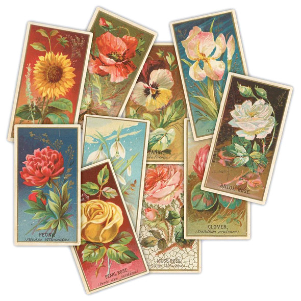 The Collector | Flower Ephemera Cards | 12 Cards | Craft Consortium