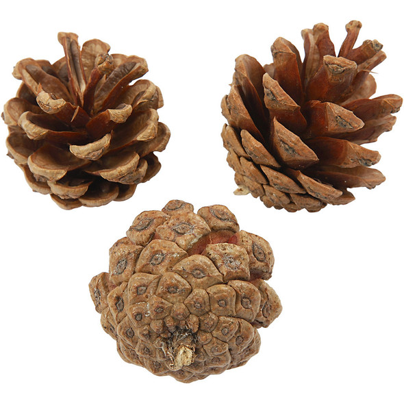 Creativ Company | Nature Look | Pine Cones | 200g (approx 16pcs)