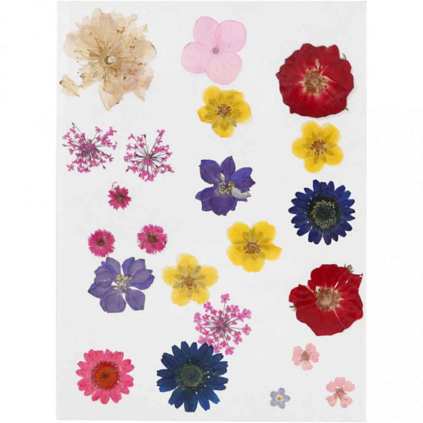 Pressed Flowers, Assorted Florals | 22pcs | Creativ Company