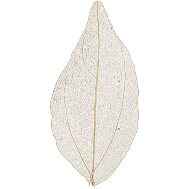 Natural Skeleton Leaf