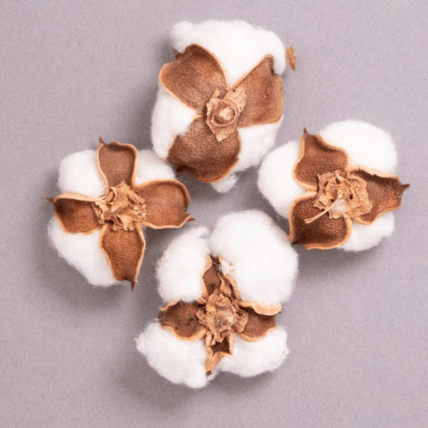 Habico | Real Cotton Ball Pods | Natural | 4pcs