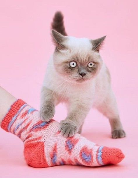 Regia Wool & The Gang | Kinda Magic Sock Yarn | Various Shades - with a cat