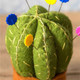 Corinne Lapierre | Wool Felt Kit | Cactus Pin Cushion